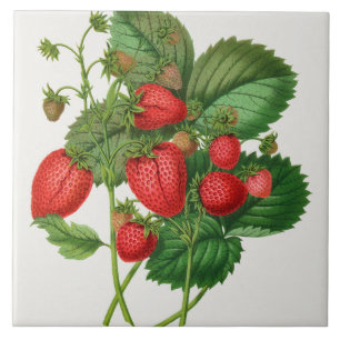 Vintage Strawberry Illustration  Tile