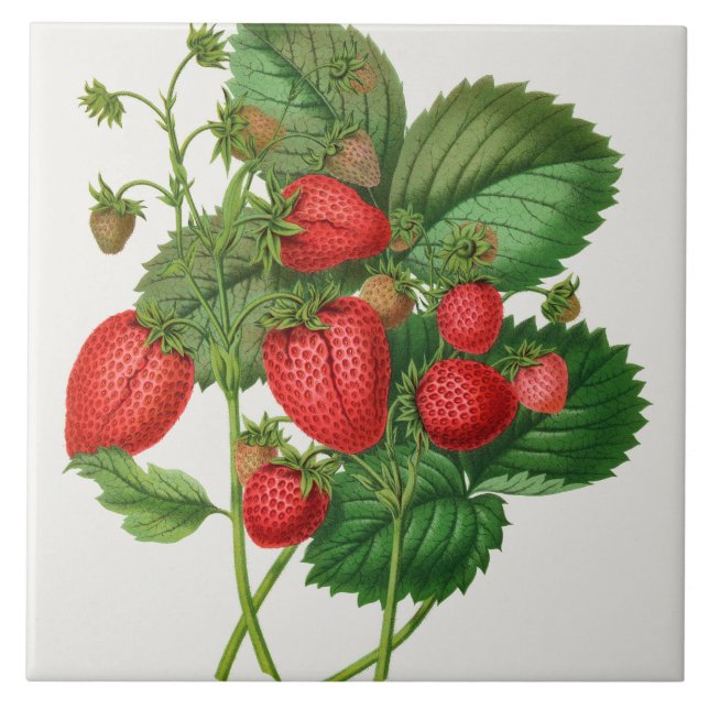 Vintage Strawberry Illustration  Tile (Front)