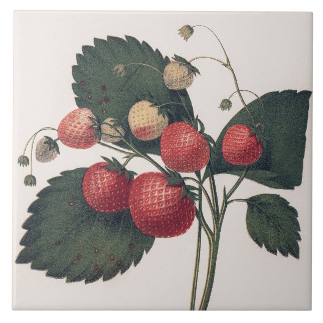Vintage Strawberry Illustration  Tile (Front)