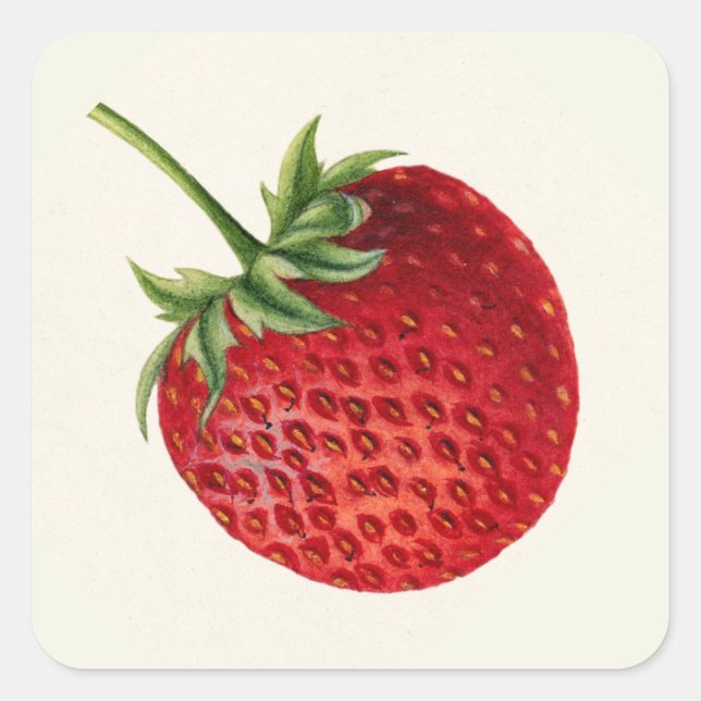 Vintage Strawberry Square Sticker (Front)