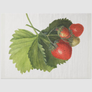 Vintage Strawberry Tissue Paper