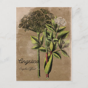 Vintage Style Angelica Plant Postcard