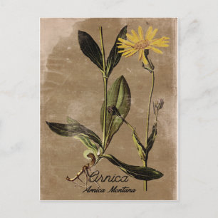 Vintage Style Arnica Flower Postcard