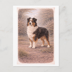 Vintage-Style Australian Shepherd Postcard
