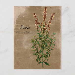 Vintage Style Basil Herb Postcard