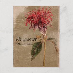 Vintage Style Bergamot Plant Flower Postcard