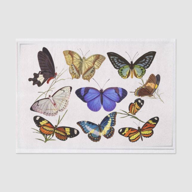 Vintage Style Butterflies Tissue Paper (Front)