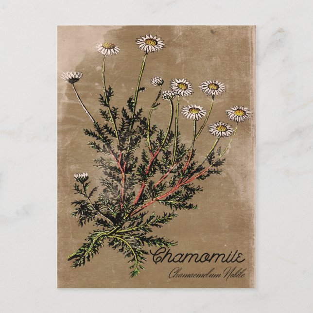 Vintage Style Chamomile Flower Postcard (Front)