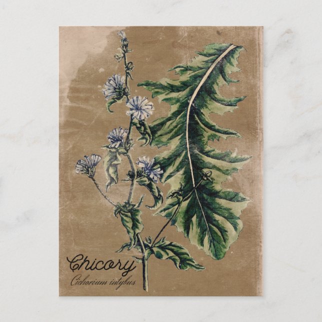 Vintage Style Chicory Herb Postcard (Front)