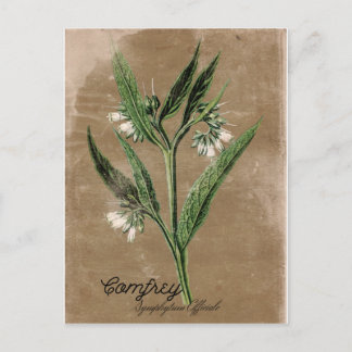 Vintage Style Comfrey Postcard