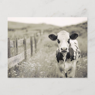 Vintage Style Dairy Cow in a Field Postcard