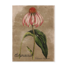 Vintage Style Echinacea Postcard