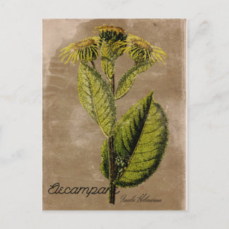 Vintage Style Elecampane Postcard