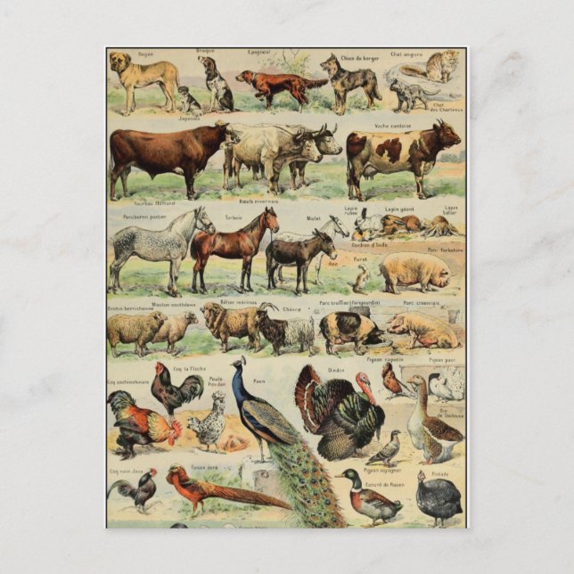 Vintage Style Farm Animals Postcard (Front)
