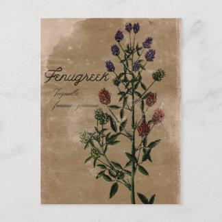 Vintage Style Fenugreek Herb Postcard
