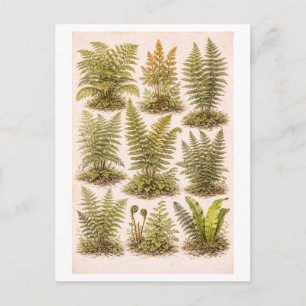 Vintage-Style Ferns Illustration Postcard