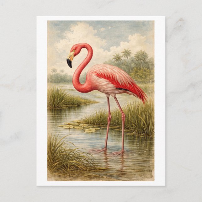 Vintage-Style Flamingo Illustration Postcard (Front)