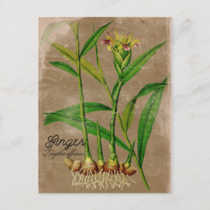 Vintage Style Ginger Root Plant Postcard