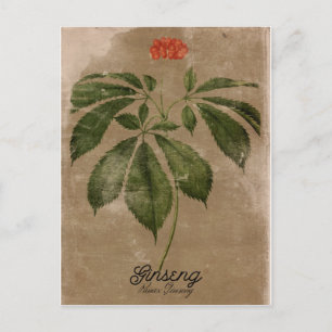 Vintage Style Ginseng Postcard