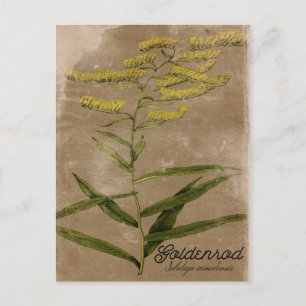 Vintage Style Goldenrod Flower Postcard