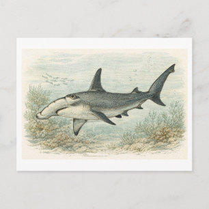 Vintage-Style Hammerhead Shark Illustration Postcard