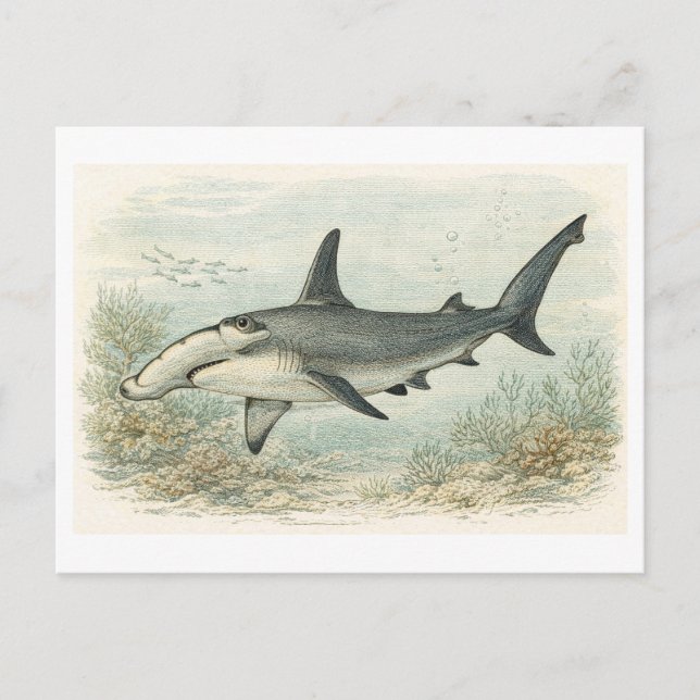 Vintage-Style Hammerhead Shark Illustration Postcard (Front)
