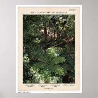 VINTAGE STYLE ILLUSTRATION OF NEW ZEALAND FOREST POSTER