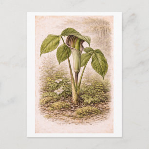 Vintage-Style Jack in the Pulpit Illustration Postcard