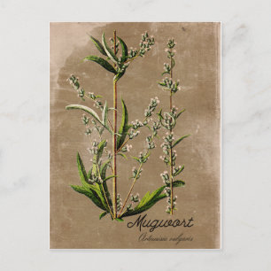 Vintage Style Mugwort Herb Plant Post Card