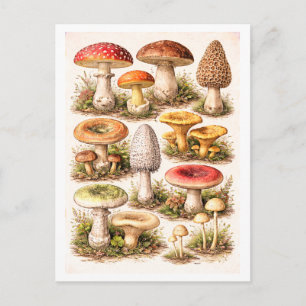 Vintage-Style Mushroom Illustration Postcard