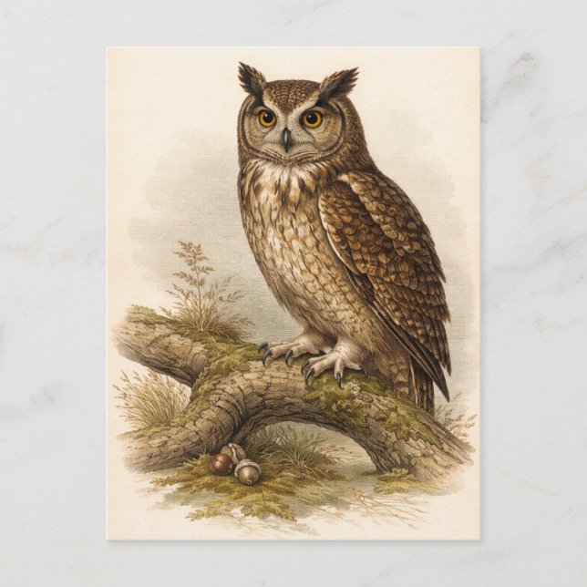 Vintage-Style Owl Illustration Postcard (Front)
