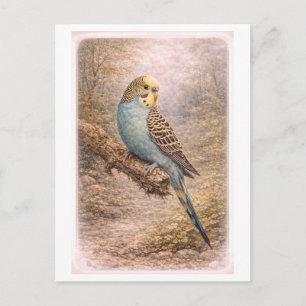 Vintage-Style Parakeet Illustration Postcard