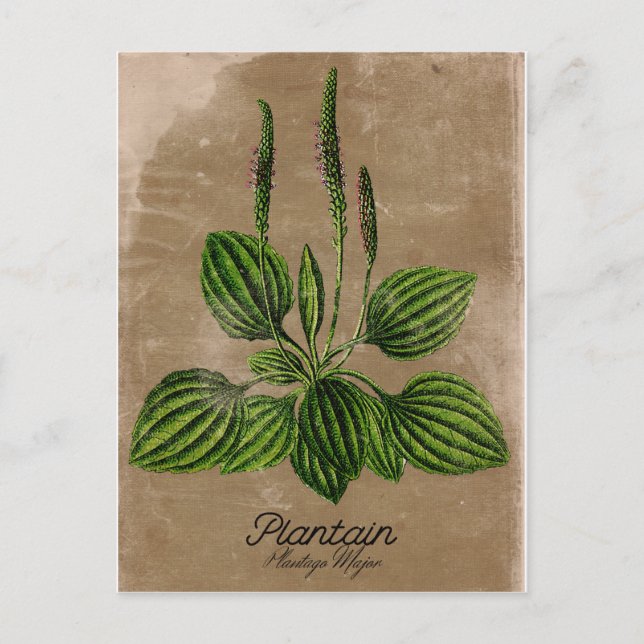 Vintage Style Plantain Postcard (Front)