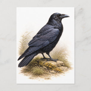Vintage-Style Raven Illustration Postcard