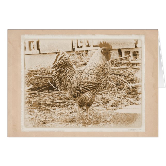 Vintage Style Rooster Photograph (Front Horizontal)