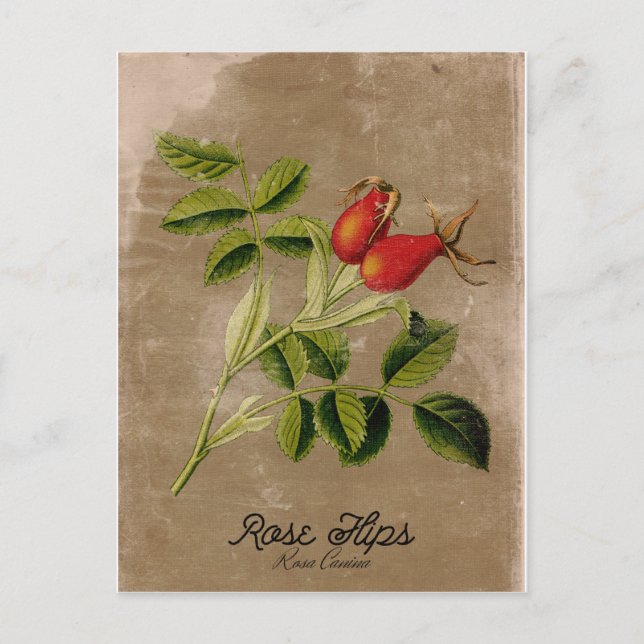 Vintage Style Rosehips Postcard (Front)