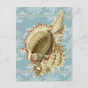 Vintage Style Seashell & Blue Lace Postcard
