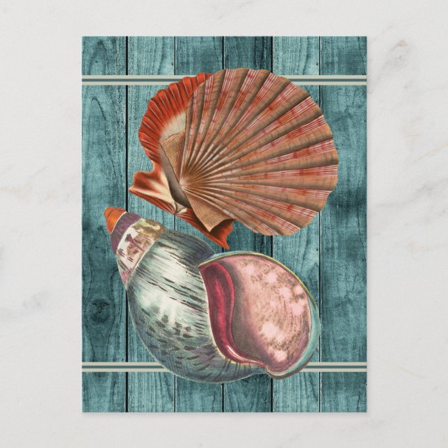 Vintage Style Seashells Postcard (Front)