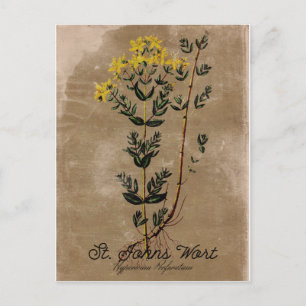 Vintage Style St. Johns Wort Postcard