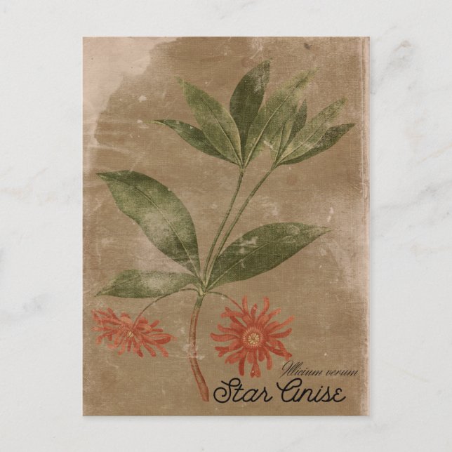 Vintage Style Star Anis Herb Postcard (Front)