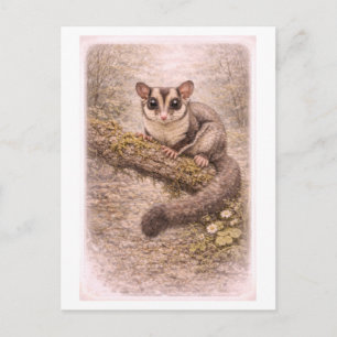 Vintage-Style Sugar Glider Illustration Postcard