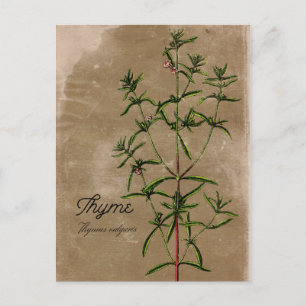 Vintage Style Thyme Herb Postcard