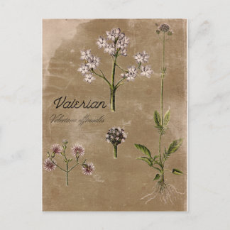 Vintage Style Valerian Herb Plant Post Card