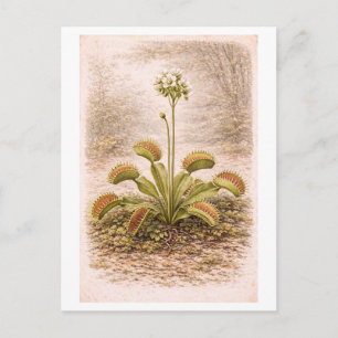 Vintage-Style Venus Flytrap Illustration Postcard