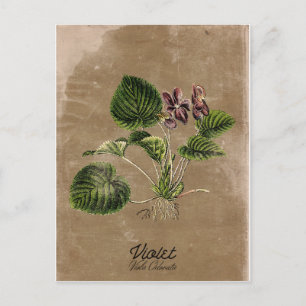 Vintage Style Violet Postcard