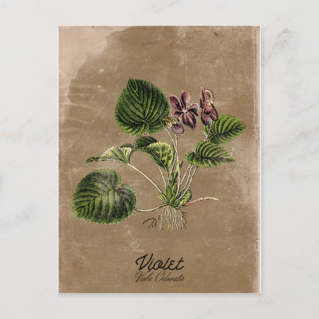 Vintage Style Violet Postcard (Front)