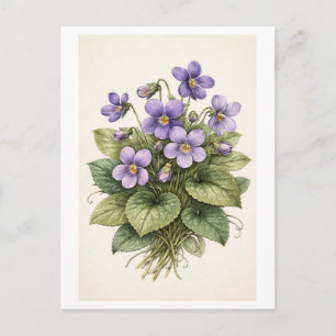 Vintage-Style Violets Botanical Illustration Postcard