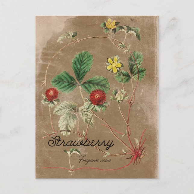 Vintage Style Wild Strawberry Postcard (Front)