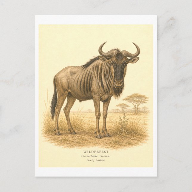 Vintage-Style Wildebeest Illustration Postcard (Front)