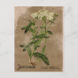 Vintage Style Yarrow Postcard